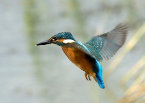 flying-kingfisher