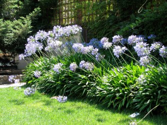 Agapanthus in their natural habitat