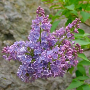 lilacs
