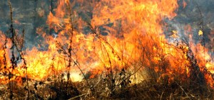 grassfire