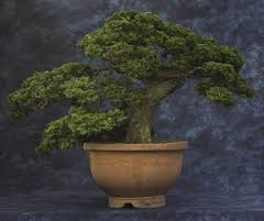 hinoki cypress chabo-hiba 1787