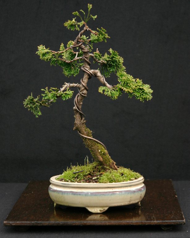 hinoki cypress golden express