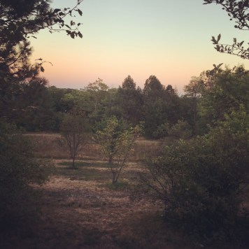 The Arnold Arboretum at Dust